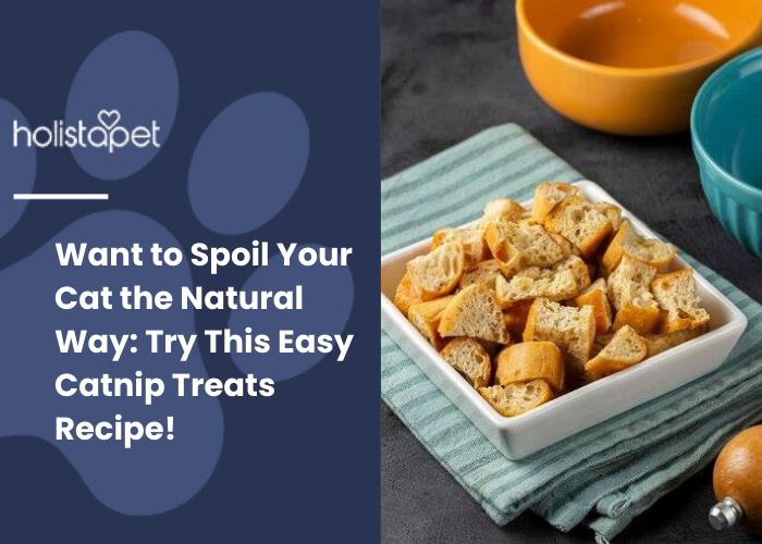 a food of a cat in a bowl