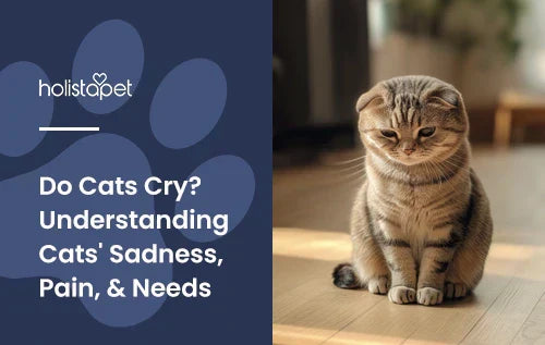 A cat sitting in a living room looking sad.