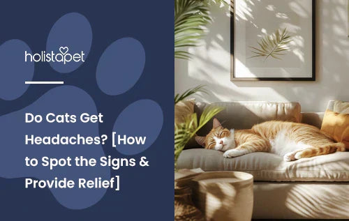 A cat laying down on a couch in a living room.
