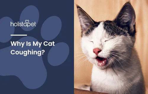 Identifying why a cat coughs and when should you be concerned