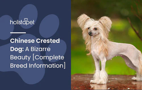 Chinese Crested Dog Full Guide