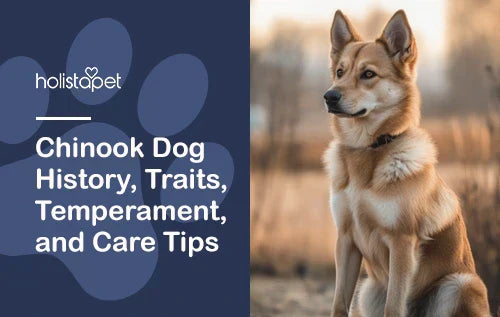 Chinook Dog History, Traits, Temperament, and Care Tips