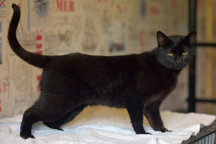 Which Black Cat Breeds Are the Most Beautiful and Mysterious?