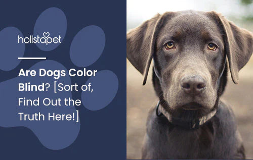 Are Dogs Color Blind