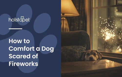 A pit bull hiding under a table in a living room with fireworks in the background window.