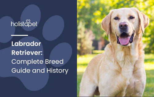 Labrador Retriever Information and Facts