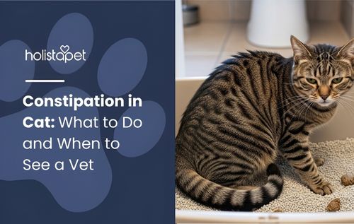 Tabby cat sitting in a litter box with clumping litter, showing signs of Constipation in Cat