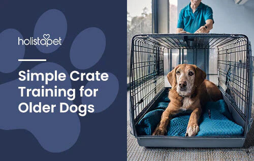 How to crate train your senior dog