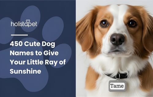 Close-up of a dog with brown and white fur, wearing a collar with an ID tag, perfect inspiration for cute dog names.