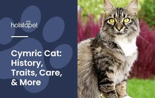 Cymric Cat featured blog image by Holistapet. Show a gray Cymric with a white chest sitting upright outdoors.