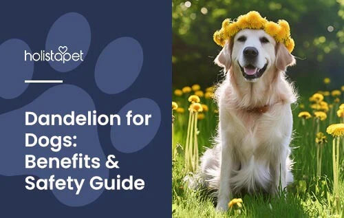Benefits of Dandelion for Dogs