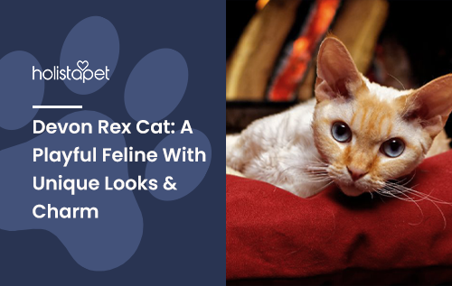 HolistaPet blog header "Devon Rex Cat" with a curly-coated white-and-ginger cat on a red cushion