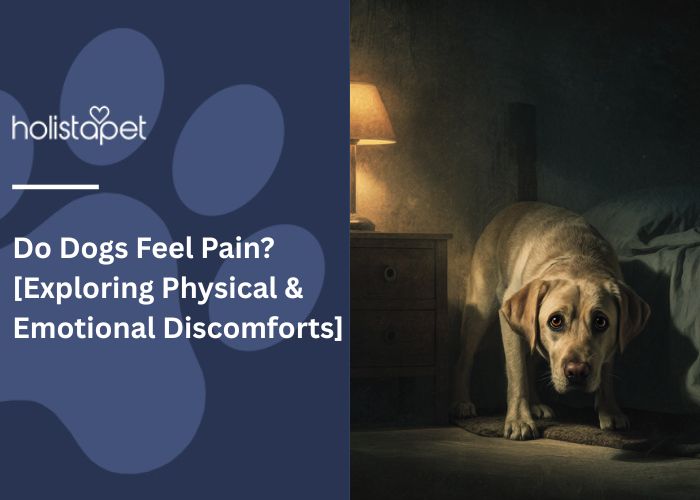 Do Dogs Feel Pain featured blog image by HolistaPet. Show a tan Lab dog in a hunched position in a dimly lit room.