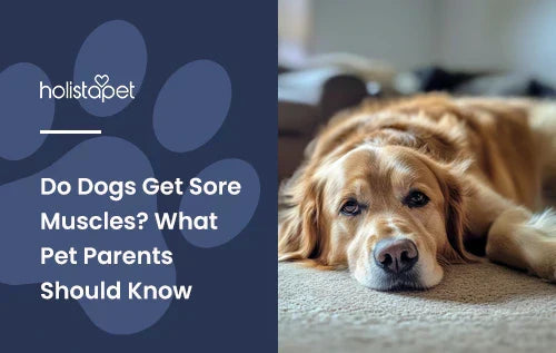 A golden retriever laying down in a living room.
