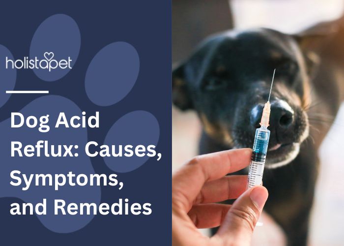Dog Acid Reflux: Causes, Symptoms, and Remedies