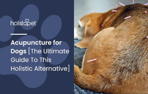 Guide for Dog Acupuncture