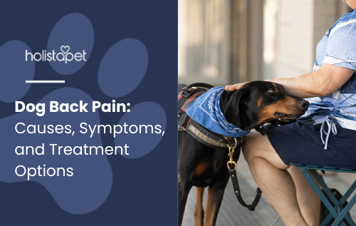 Dog Back Pain featured blog image by Holistapet. Shows a dog being gently comforted by its owner, emphasizing care and concern.