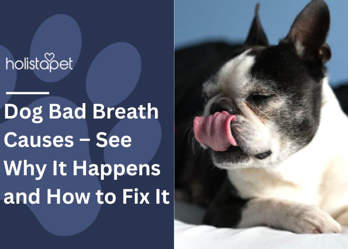 Dog Bad Breath Causes Featured blog Image by Holistapet. Shows a British Bulldog licking its chops.