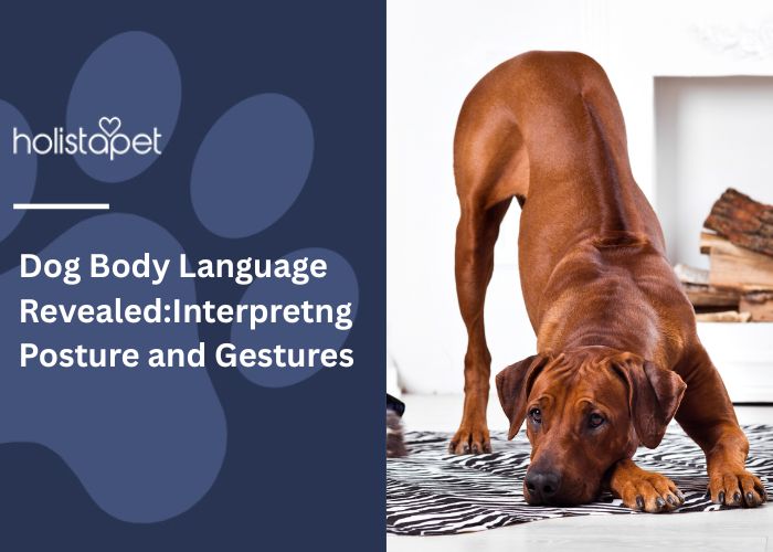 Dog Body Language Revealed Feature Image by HolistaPet