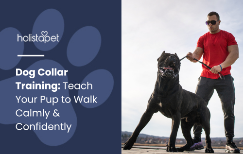 Dog Collar Training featured blog image by Holistapet. Shows a man confidently training a large black dog outdoors using a leash, promoting calm walking behavior.