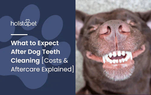 Aftercare Tips for Cleaning Dog Teeth