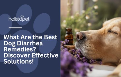 What Are the Best Dog Diarrhea Remedies? Discover Effective Solutions!