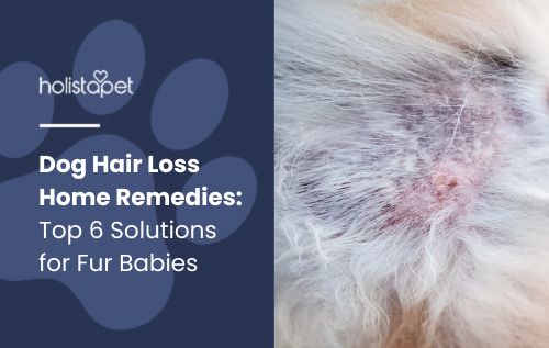 dog hair loss home remedies (featured blog image by Holistapet) shows a closeup of a dog's skin losing hair