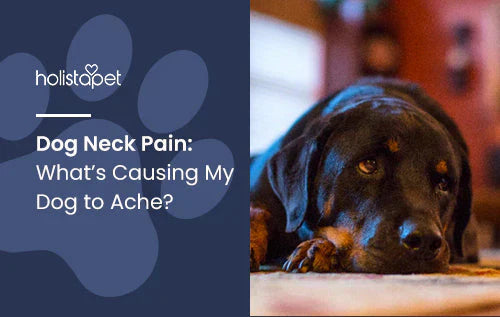 What causes neck pain for dogs