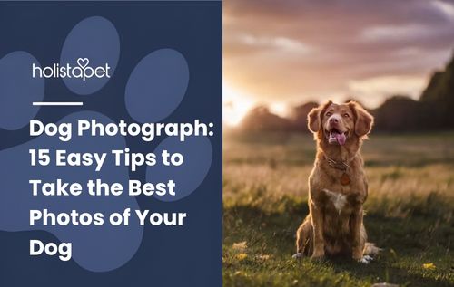 HolistaPet blog header "Dog Photograph: 15 Easy Tips" beside a brown dog sitting in a field at sunset