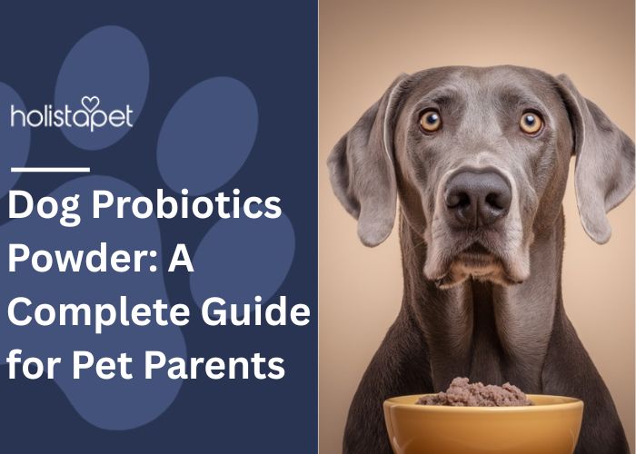 Dog Probiotics Powder featured blog mage by Holistapet. Shows a brown labrador above a bowl of food.