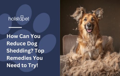 HolistaPet blog header "How Can You Reduce Dog Shedding?" with fluffy dog on chair surrounded by loose fur