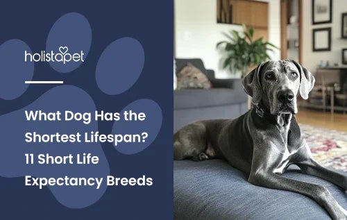 A grey Great Dane laying down on a couch in a living room.