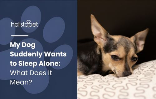 Small tan and black dog resting its head calmly.