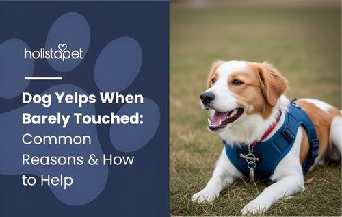 White and brown dog in a blue harness lying outdoors, related to dog yelping when lightly touched