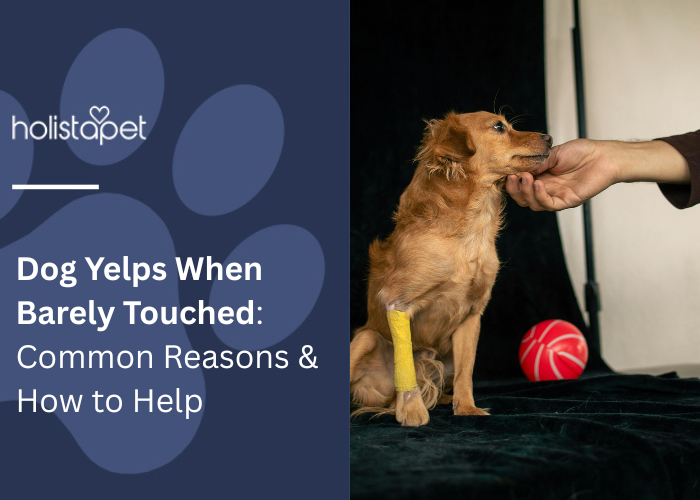 Small dog with a bandaged leg being gently touched by a person.