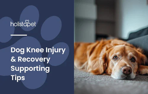 An old looking golden retriever laying down in a living room.