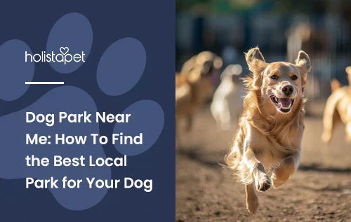 A Golden Retriever running around in a dog park.