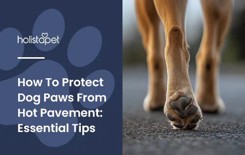 A zoomed in dog paw walking on hot asphalt.