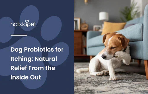 A dog scratching his face with its paw and has the title "Dog probiotics for itching".