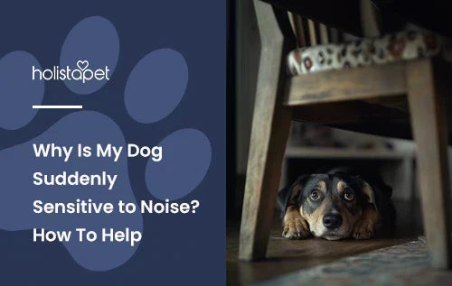 A dog hiding under a kitchen table looking fearful.