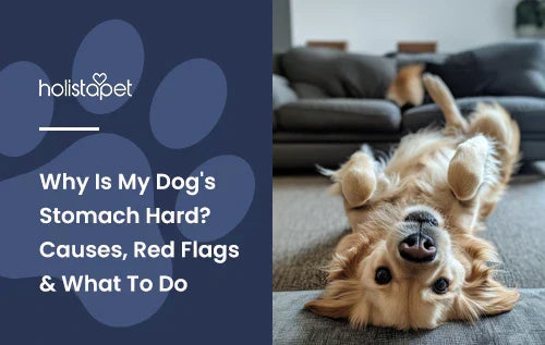 A dog laying upside down in a living room with a puffy stomach.