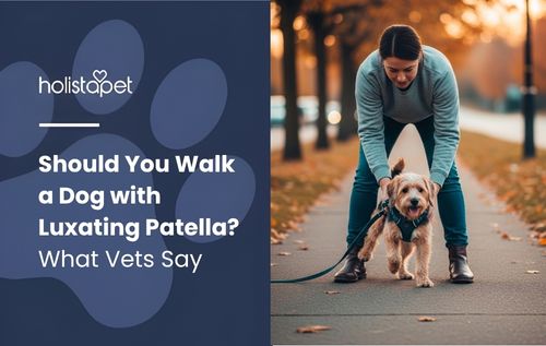 A person bends down to comfort a small tan dog — illustrating the gentle, attentive care needed when you walk a dog with luxating patella.