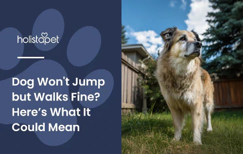 A dog standing in a backyard with the title "Dog won't jump but walks fine".