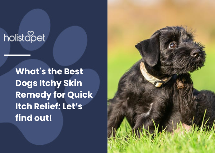 Remedy for a dog's itchy skin