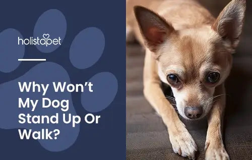 Why your dog wont stand up or walk