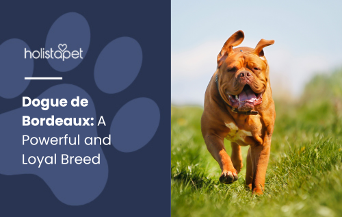 Dogue de Bordeaux featured blog image by Holistapet. Shows a happy Dogue de Bordeaux running through a grassy field.