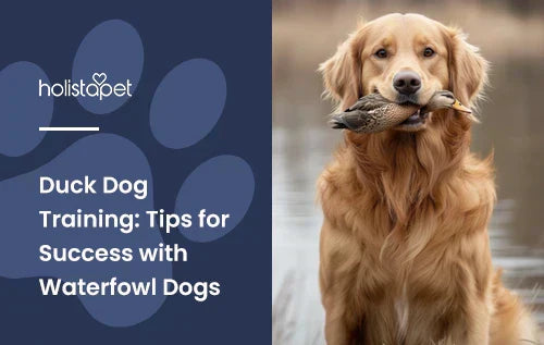 Duck Dog Training featured blog image by Hollistapet. Shows a retriever dog with a duck in its mouth.