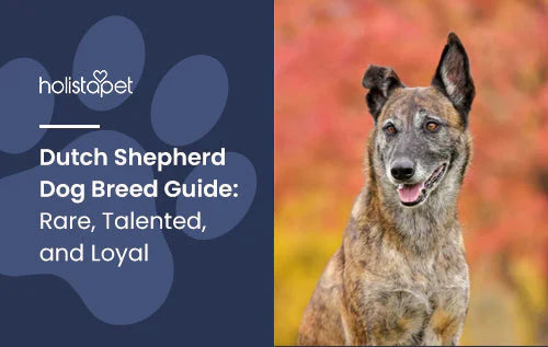 Blog about the Dutch Shepherd Dog