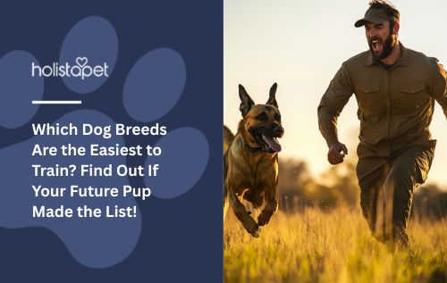 Which Dog Breeds Are the Easiest to Train? Find Out If Your Future Pup Made the List!