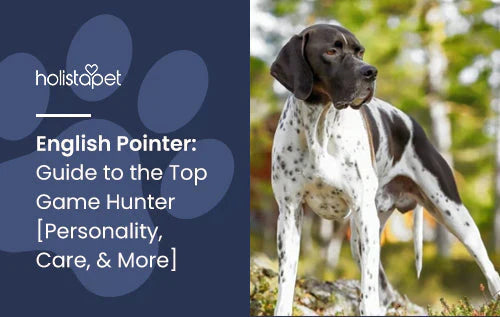 English Pointer Dog Guide